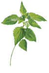 KL_HAIR_NETTLE_PACKSHOT_ PLANT VISUAL_2020